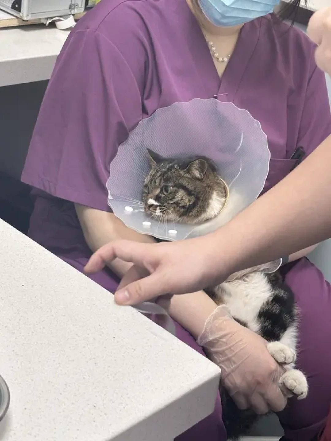 北理流浪猫救助 | 👸🏻看得出她是公主~