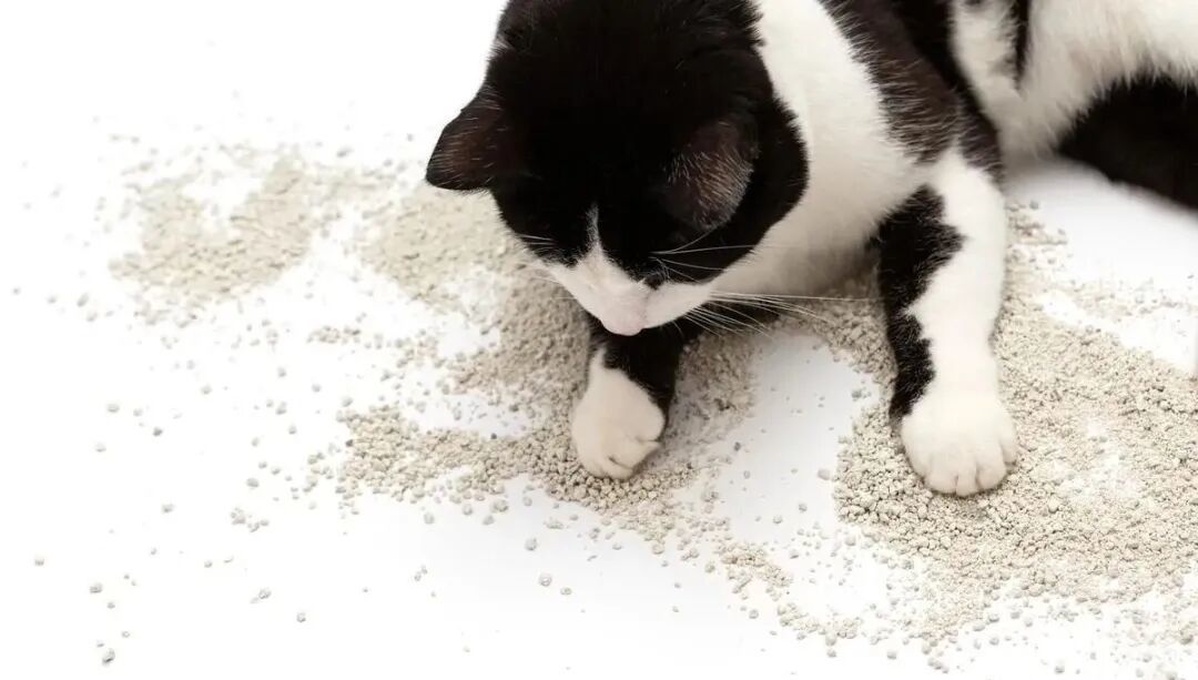 猫砂比米贵