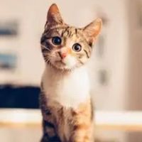 猫粮配方怎么看？蛋白质和碳水是关键