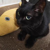 现在的猫为什么只能吃猫粮了？