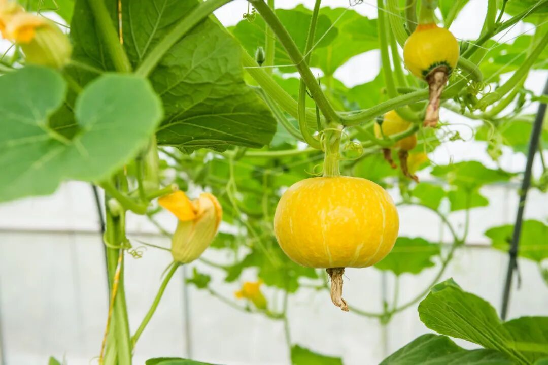 【有机蔬菜农场】大棚有机蔬菜种植技术