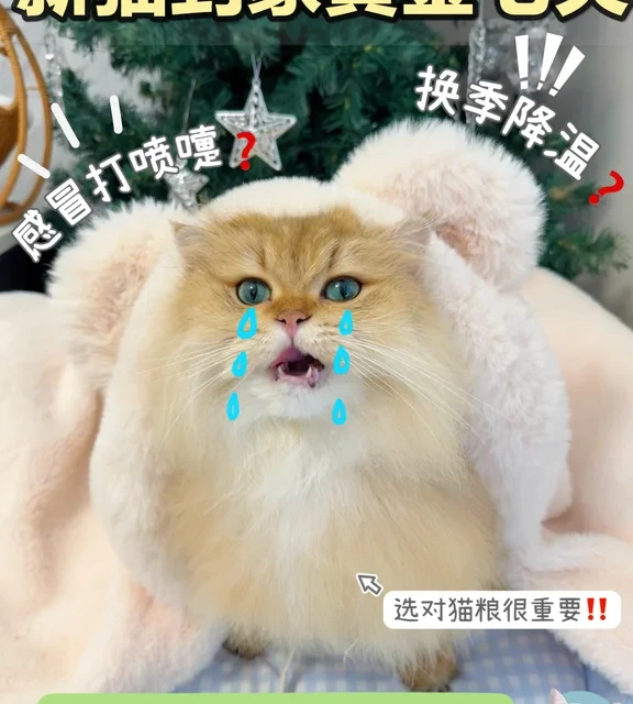 接猫回家第一课：抗应激喂养指南
