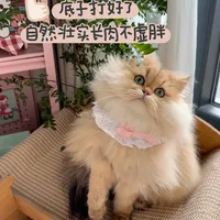 接猫回家第一课：抗应激喂养指南