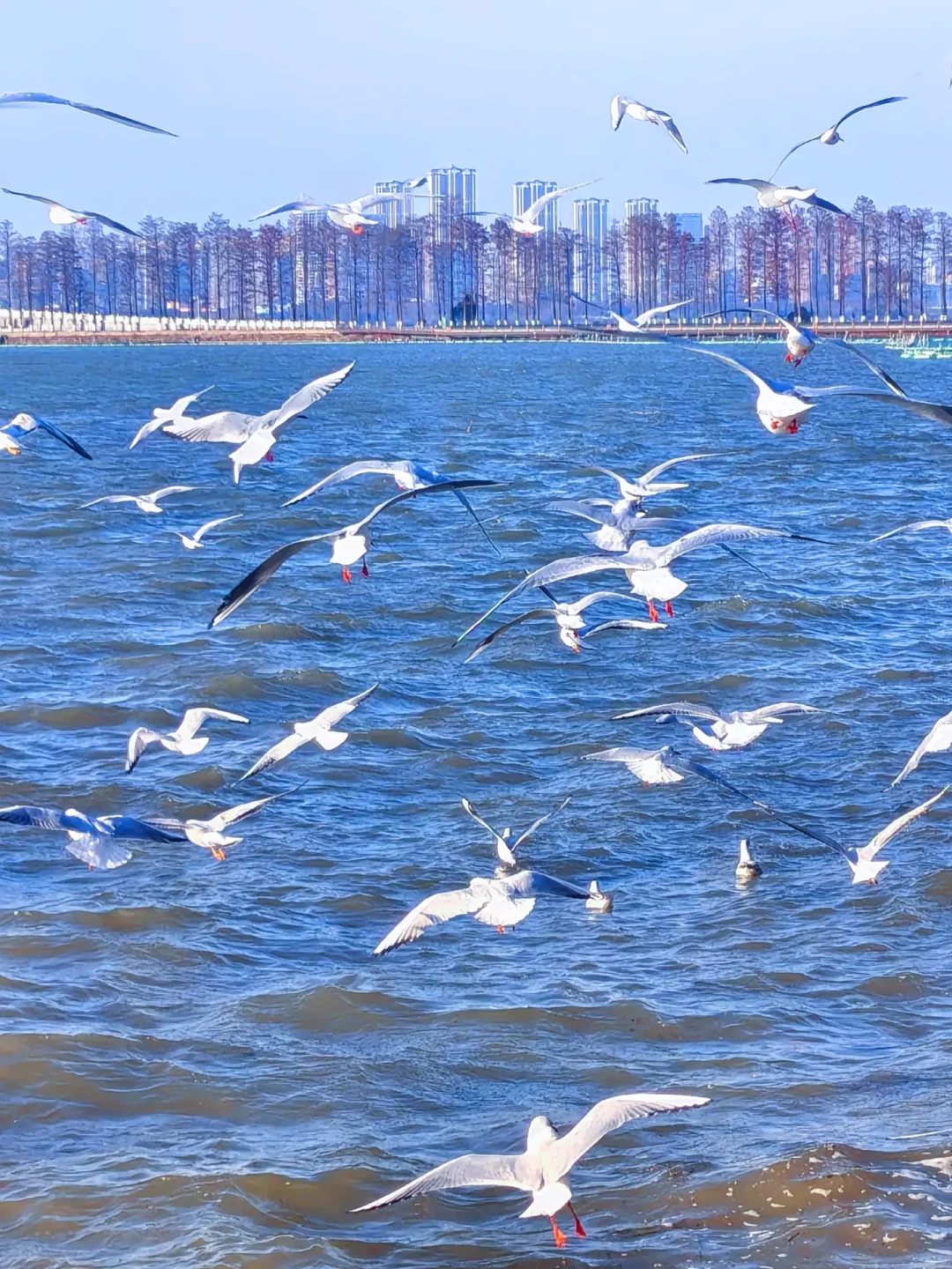 武汉限定浪漫✨西伯利亚海鸥已抵达东湖