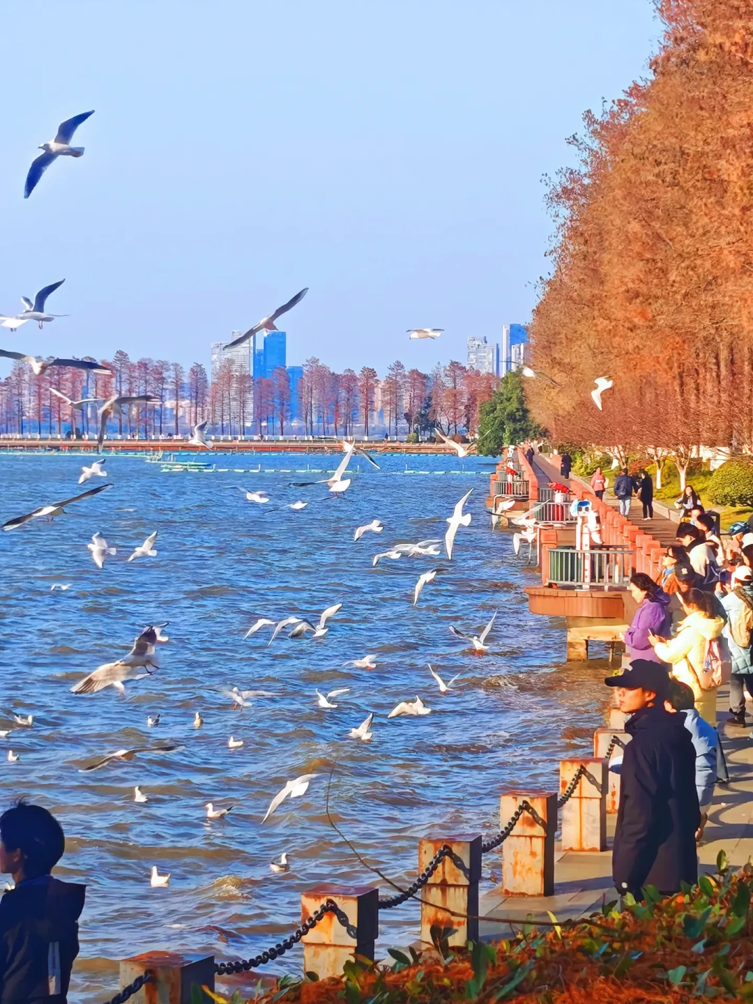 武汉限定浪漫✨西伯利亚海鸥已抵达东湖