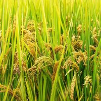 长粒香米｜西北口冷水米
