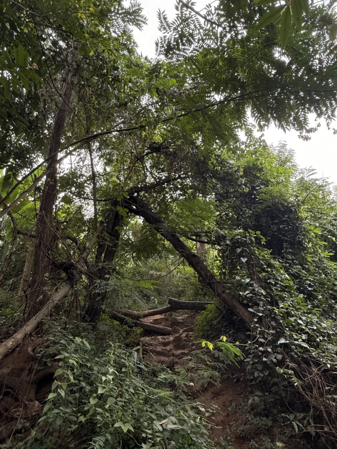 清迈素贴山反穿徒步｜两小时下山的满分路线