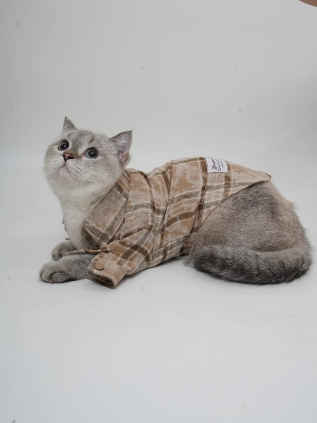 我只能住在厕所里,我的猫生从来没得选