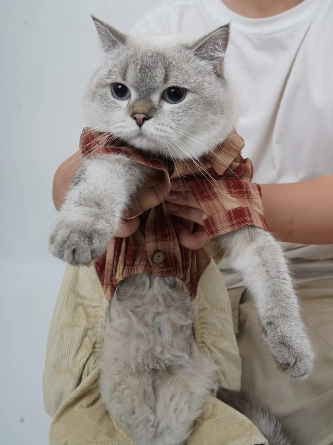 我只能住在厕所里,我的猫生从来没得选