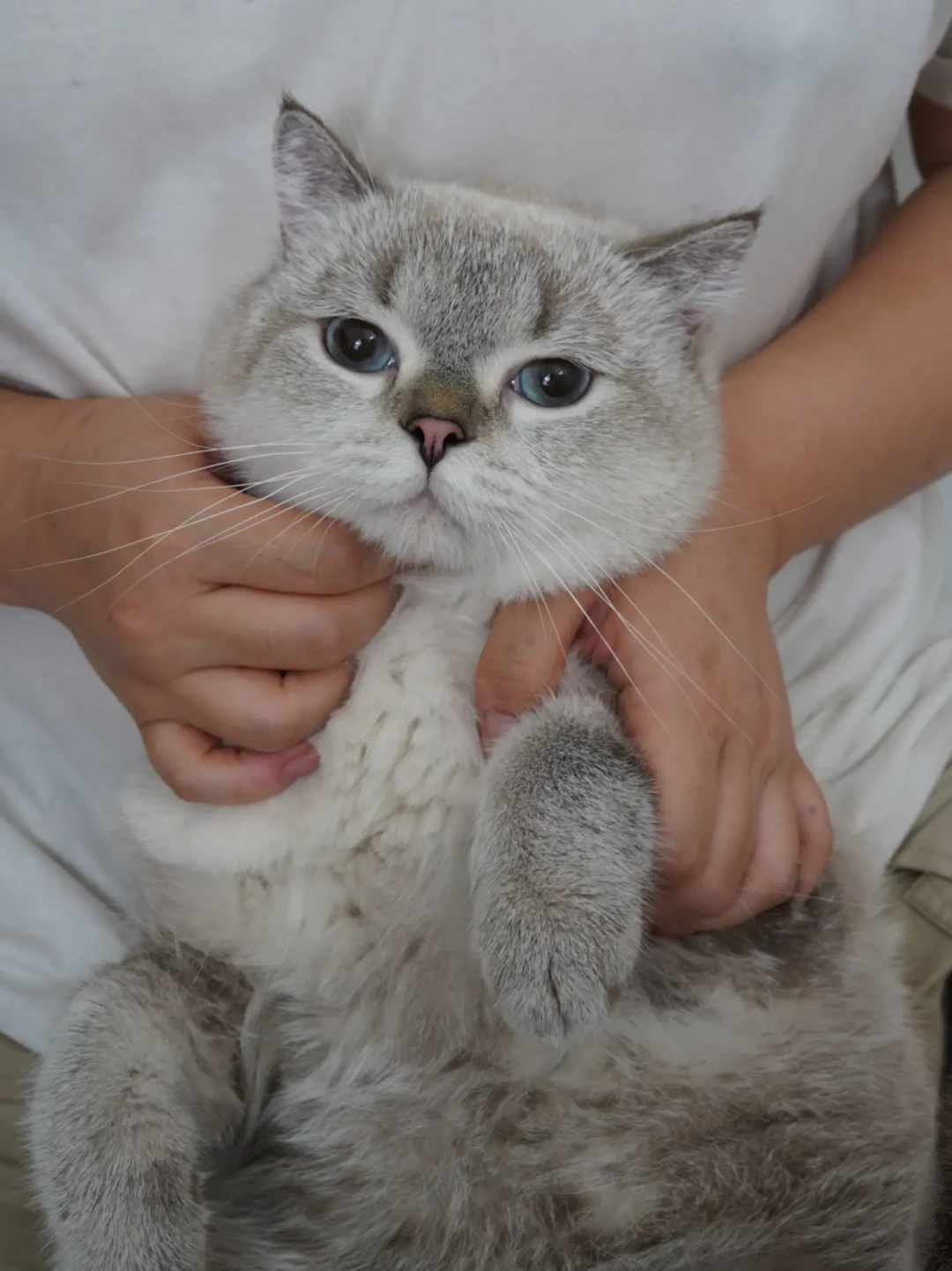 我只能住在厕所里,我的猫生从来没得选