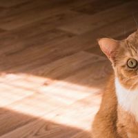 2026年口碑好的猫粮排名最新汇总，附优质猫粮选购指南