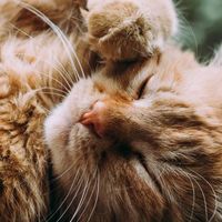 2026年推荐哪款猫粮好价格不贵？科学评测国产猫粮品牌十大排行