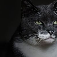 哪款猫粮比较好？测评希喂、福摩、久生哪个品牌的猫粮质量好