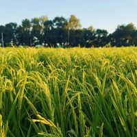 五常大米值不值高价？东北农产品溢价争议全解析