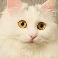 猫咪选粮指南:幼猫、成猫、全猫粮，看这篇就够了