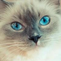 猫咪掉毛严重？2026年口碑爆款美毛猫粮推荐，快码住！