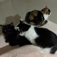 霍尼韦尔猫用空气净化器开箱：它真的值得买吗？