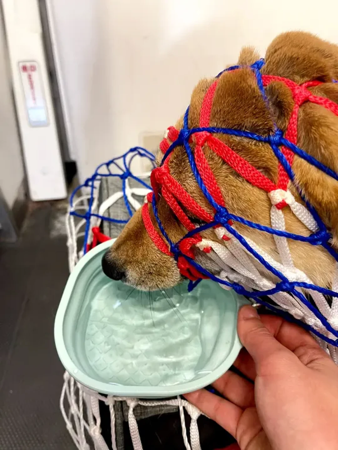 海航/天津航空小狗进客舱攻略🐕🐱