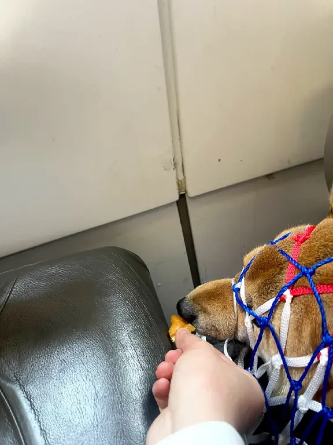 海航/天津航空小狗进客舱攻略🐕🐱
