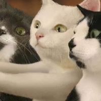 高性价比猫粮怎么选？新手铲屎官必看指南