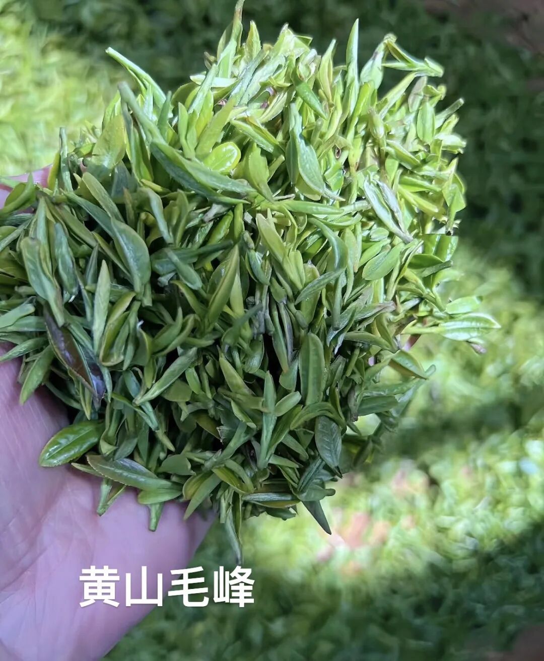 茶香四溢