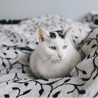 喂进口猫粮才能养好猫？这十款平价健康猫粮，直接终结天价神话！