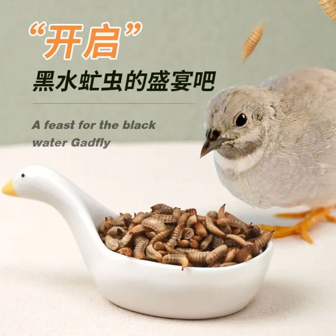 昆虫养殖产业化!以昆虫为原料的宠物粮怎么样?你会让狗和猫吃虫子吗