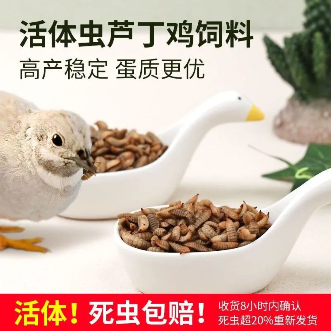 昆虫养殖产业化!以昆虫为原料的宠物粮怎么样?你会让狗和猫吃虫子吗