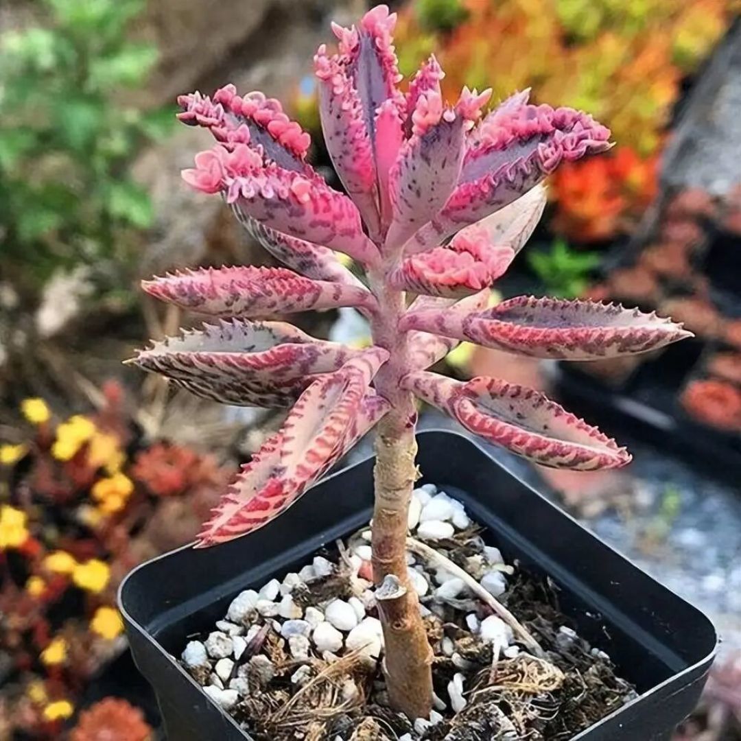3款造型别致的宝藏多肉!状态好易养护,值得入手
