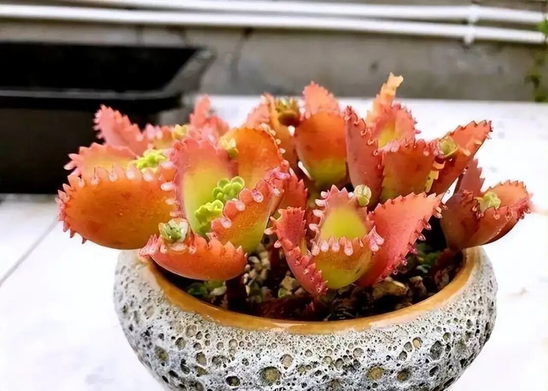 3款造型别致的宝藏多肉!状态好易养护,值得入手