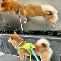 软便💩狗狗进‼️ 4款肠胃狗粮测评