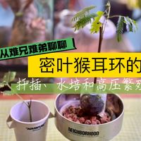 聊聊密叶猴耳环的扦插、水培和高压繁殖