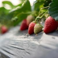 草莓种植全攻略：南北方盆栽大棚适配，单株挂果超十个，高产技巧