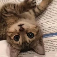 从成分到品控：2025天猫热销猫粮TOP8科学选粮手册