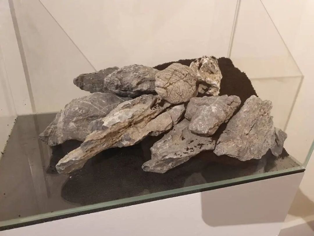 闲暇之余的小慰藉:普通水草玩家的普通45cm缸