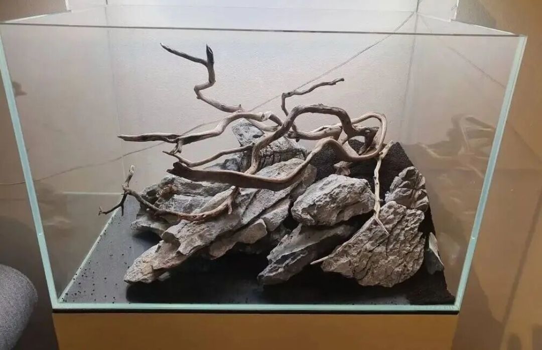 闲暇之余的小慰藉:普通水草玩家的普通45cm缸