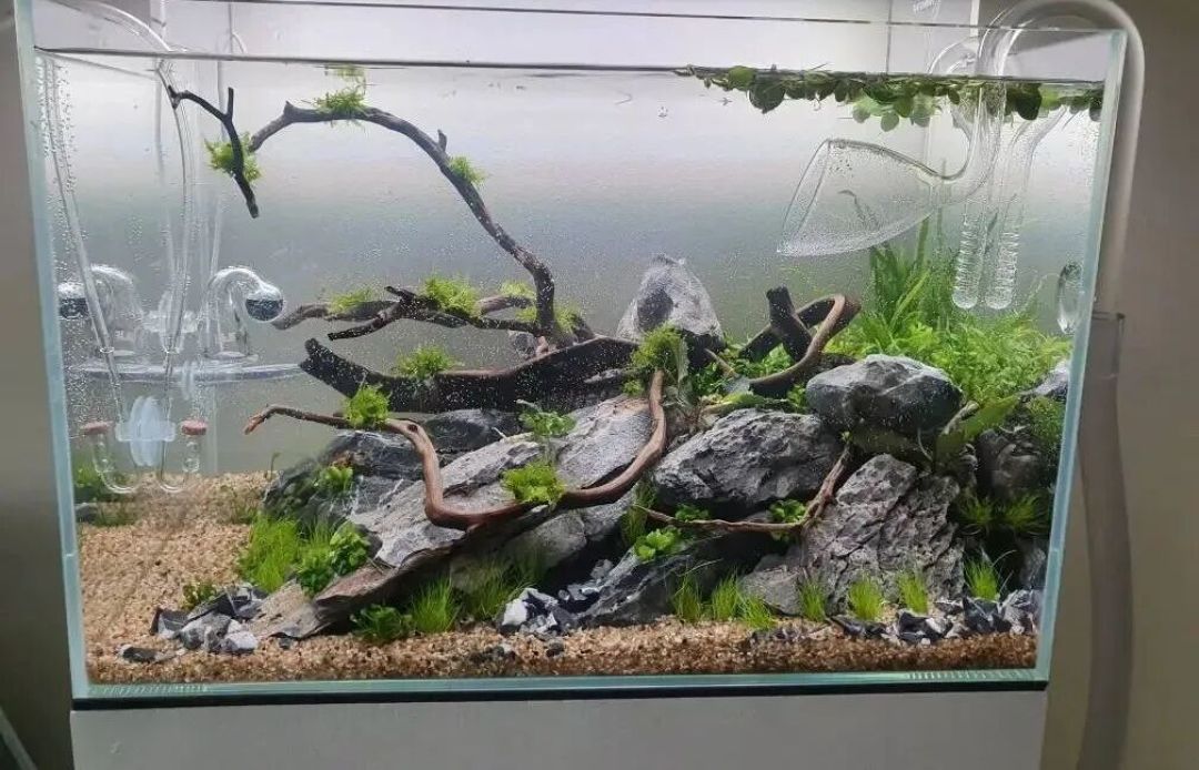 闲暇之余的小慰藉:普通水草玩家的普通45cm缸