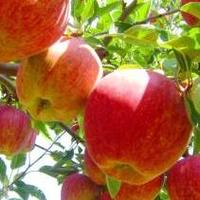 如何选择适合阳台花园的缓释肥？一份全面指南助你打造都市绿洲