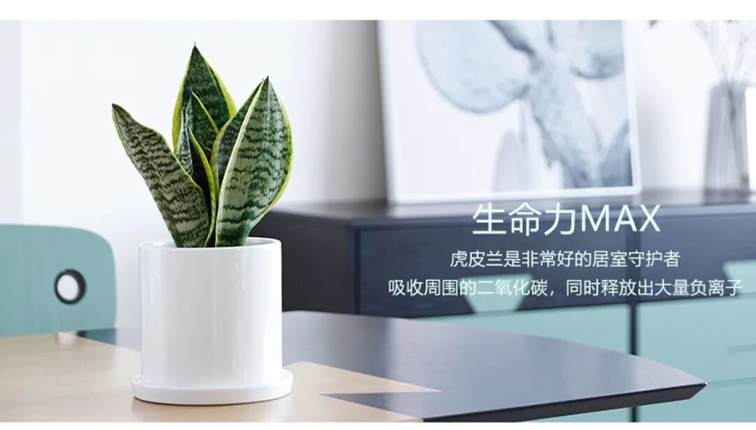“懒人绿植”虎皮兰:浇水越少长得越好,摆放有讲究!