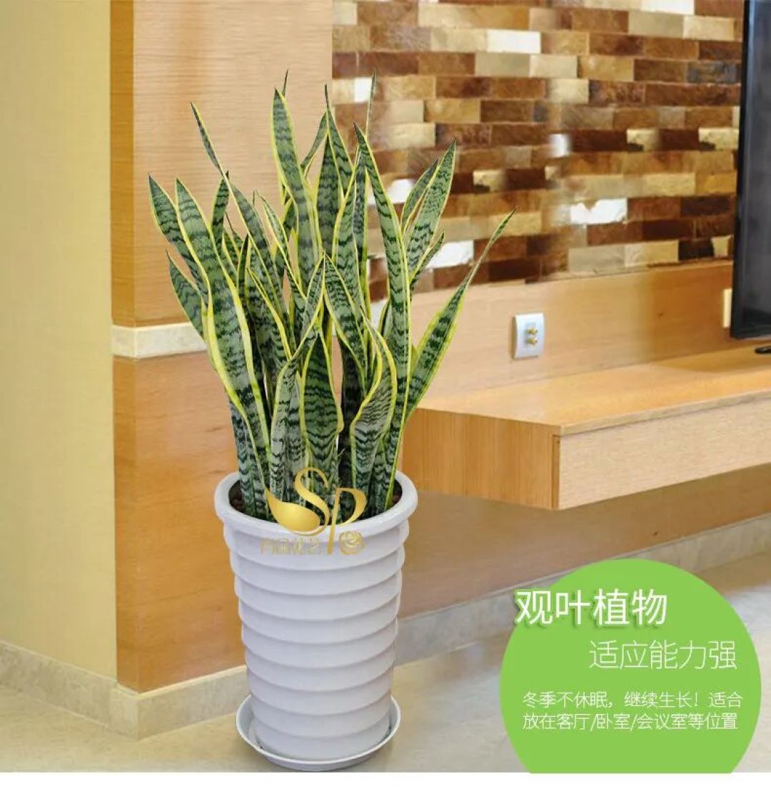 “懒人绿植”虎皮兰:浇水越少长得越好,摆放有讲究!