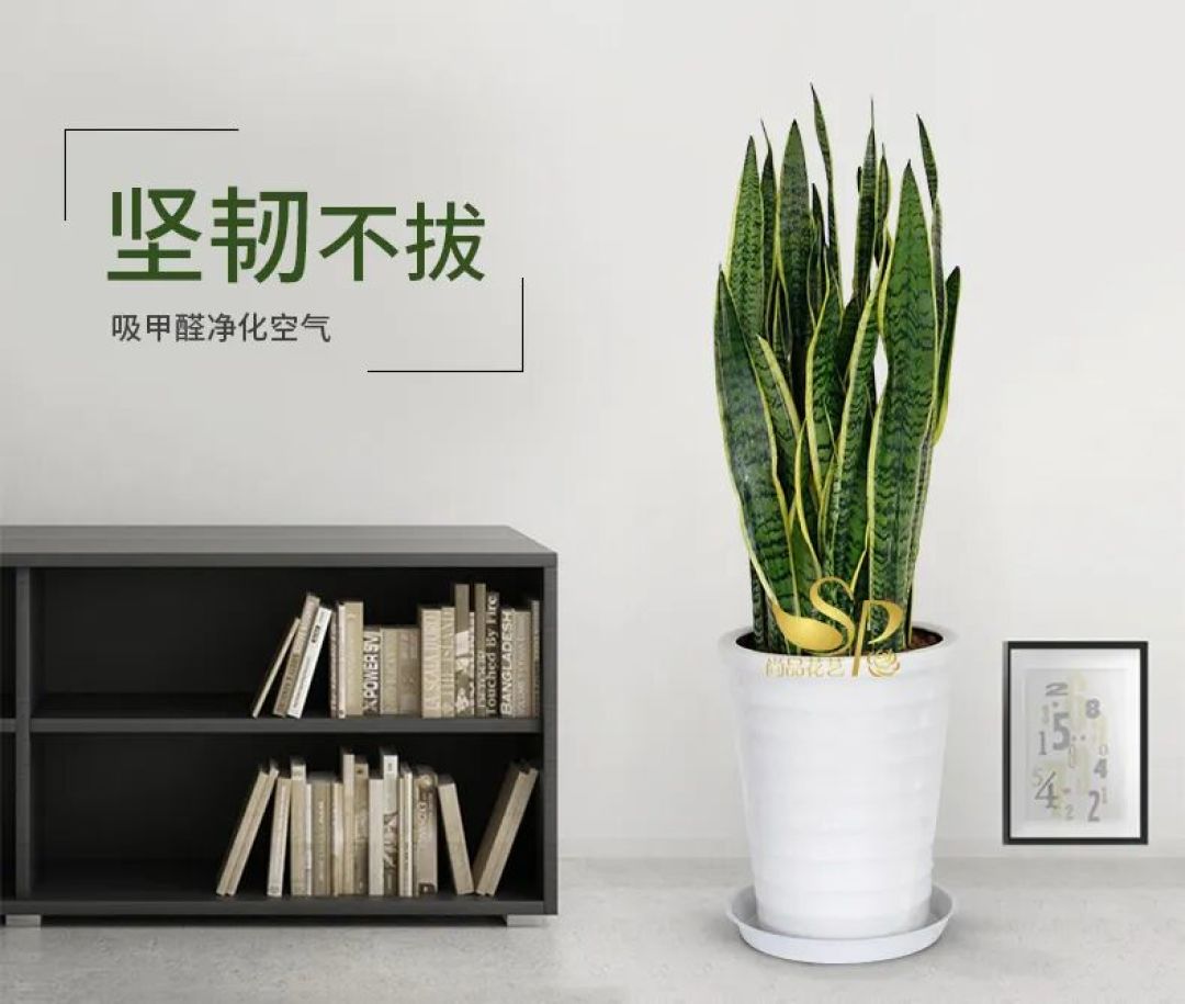 “懒人绿植”虎皮兰:浇水越少长得越好,摆放有讲究!