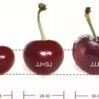 车厘子选购攻略 | 看完这篇不踩雷，实现2026年“车厘子自由”！