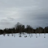 暴雪天Cedarvale Ravine雪鞋体验