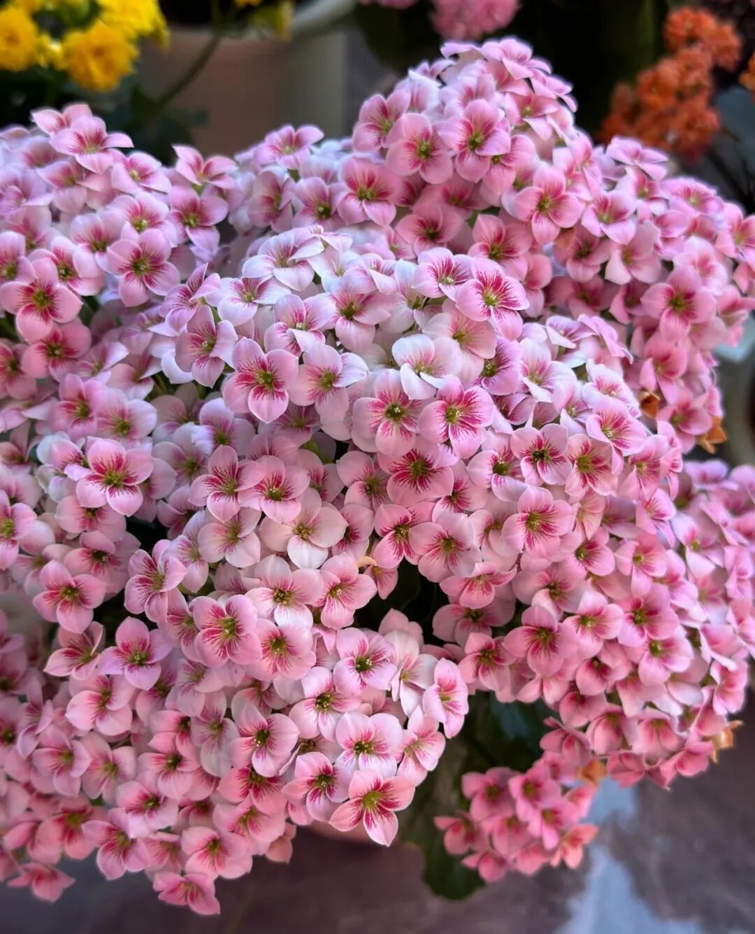 有种被花友“吹爆”的花,一年开三季,花比叶还多,颜值很高,打理简单,养过的都夸