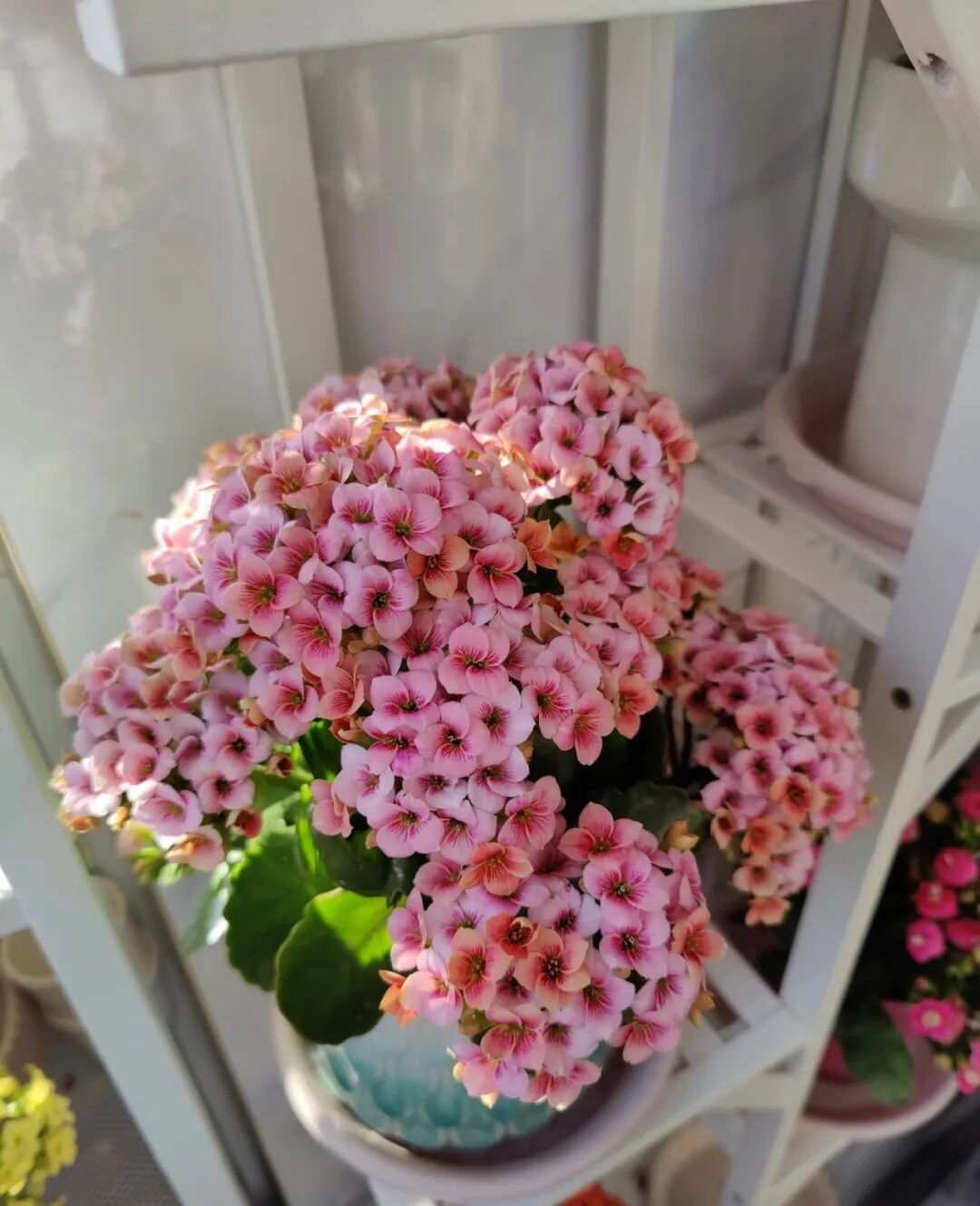 有种被花友“吹爆”的花,一年开三季,花比叶还多,颜值很高,打理简单,养过的都夸