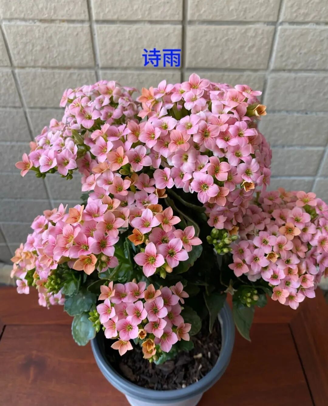 有种被花友“吹爆”的花,一年开三季,花比叶还多,颜值很高,打理简单,养过的都夸