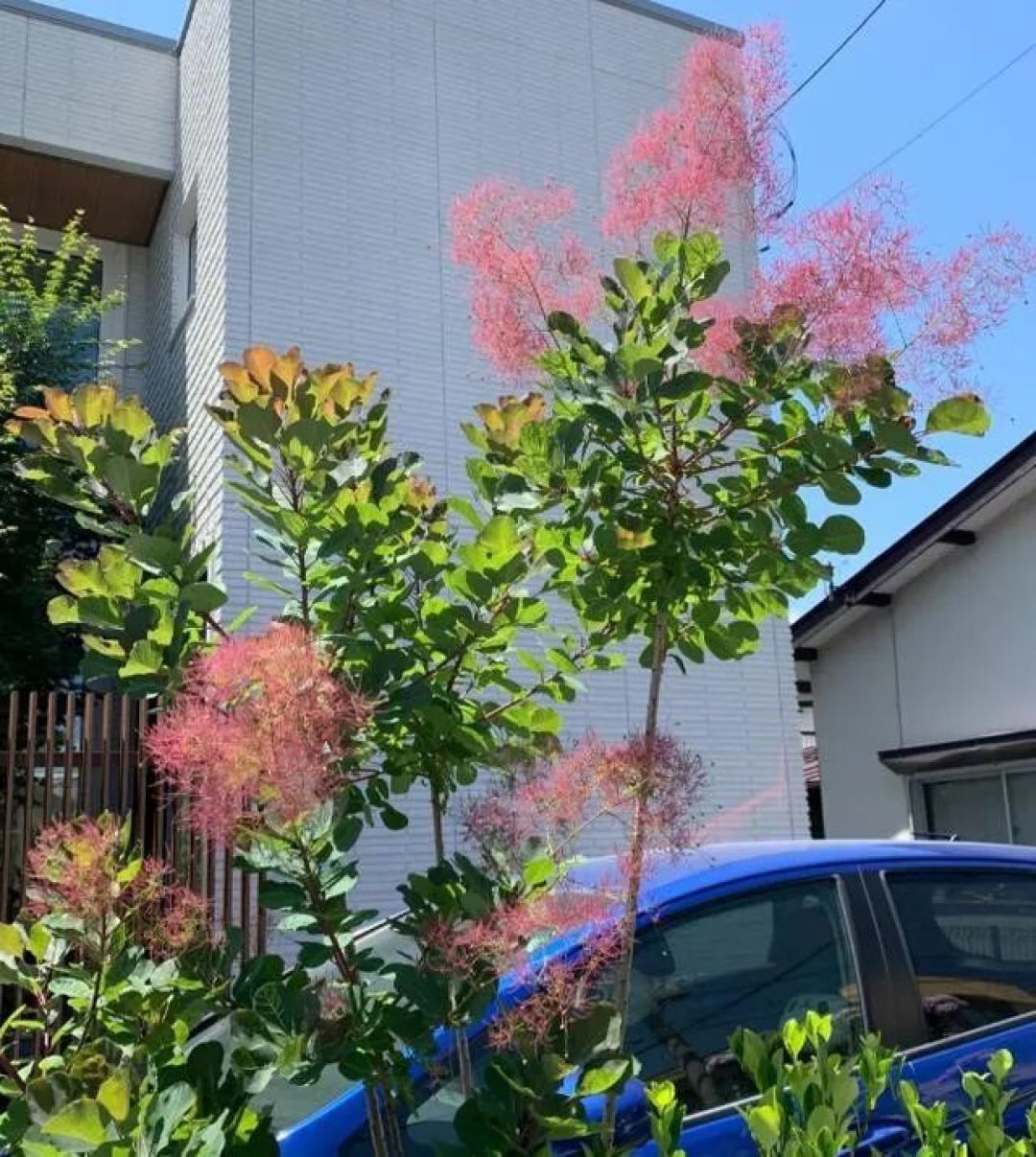 北京一男子，小院养了一棵“烟树”，引来上万网友围观，太梦幻了