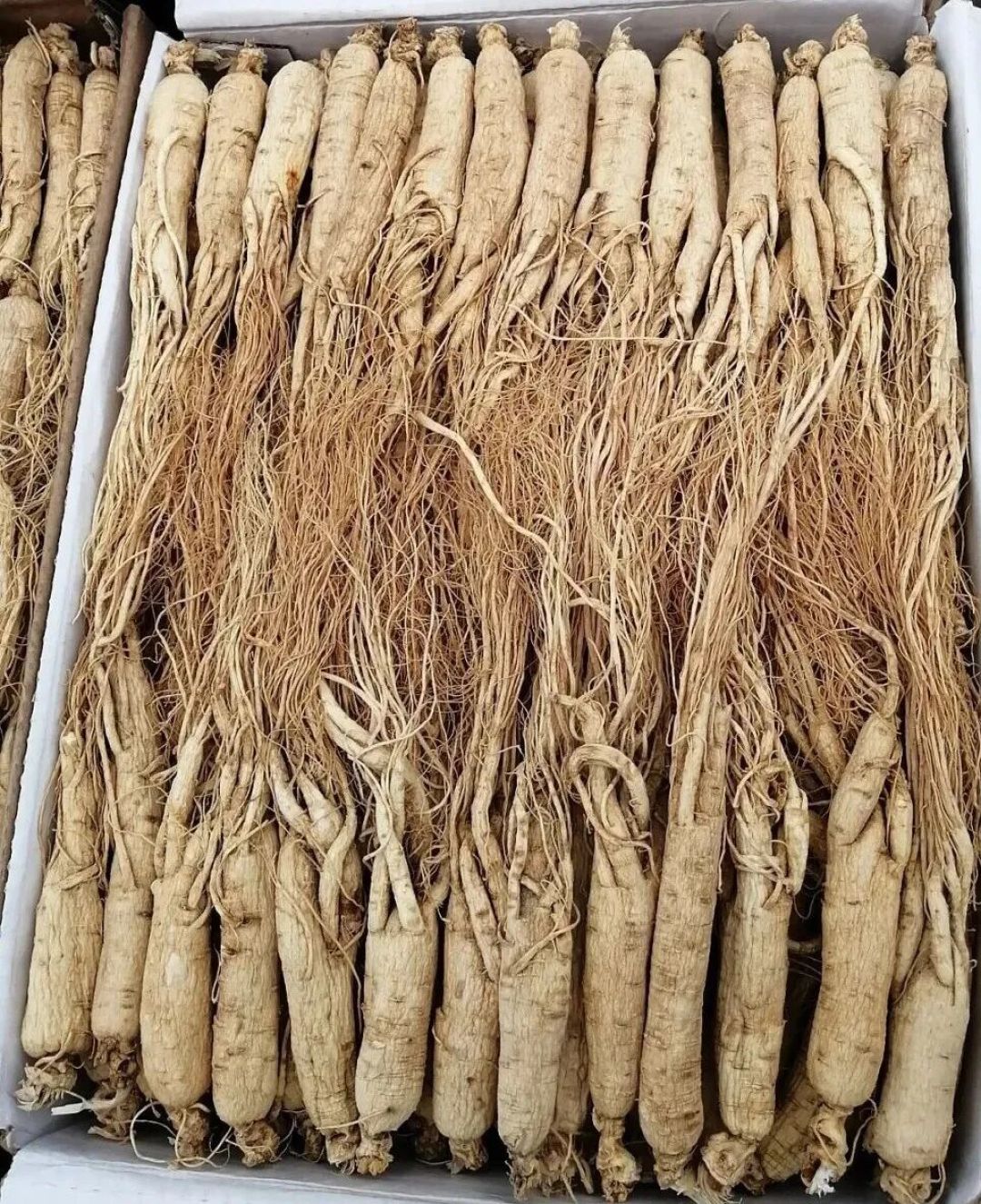 继续聊朝鲜人参——高丽参
