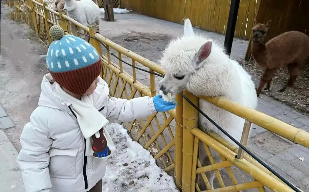 滑冰、戏雪、喂萌宠!通州冬天这么玩——