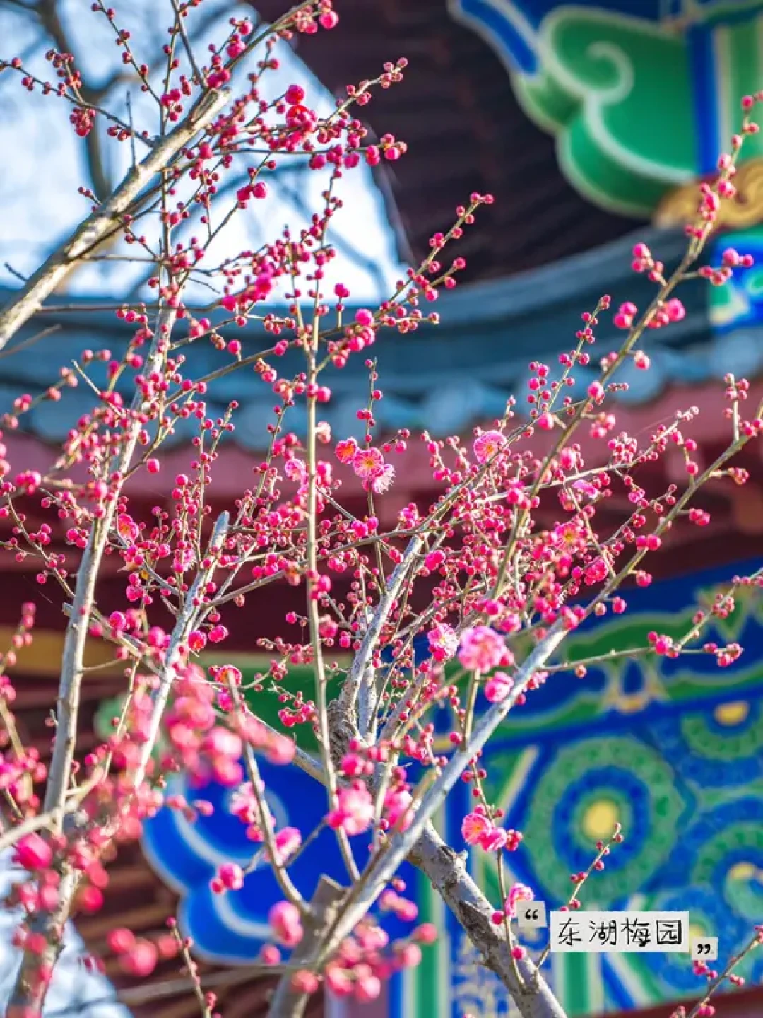 梅花开开开!武汉保姆级赏梅攻略(附地图